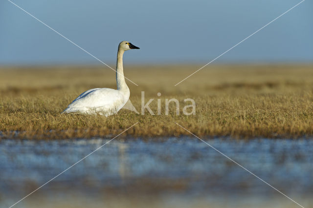 Fluitzwaan (Cygnus columbianus)