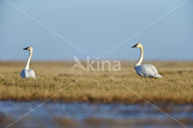 Fluitzwaan (Cygnus columbianus)