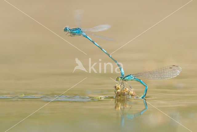 Gaffelwaterjuffer (Coenagrion scitulum)