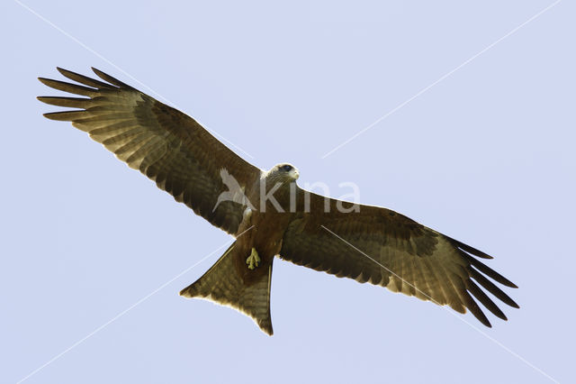 Yellow-billed kite (Milvus parasitus)