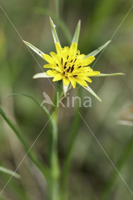 Gele morgenster (Tragopogon pratensis ssp. pratensis)