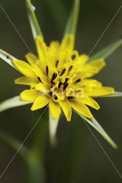 Gele morgenster (Tragopogon pratensis ssp. pratensis)