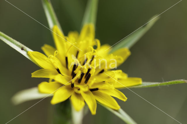 Gele morgenster (Tragopogon pratensis ssp. pratensis)