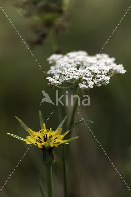 Gele morgenster (Tragopogon pratensis ssp. pratensis)