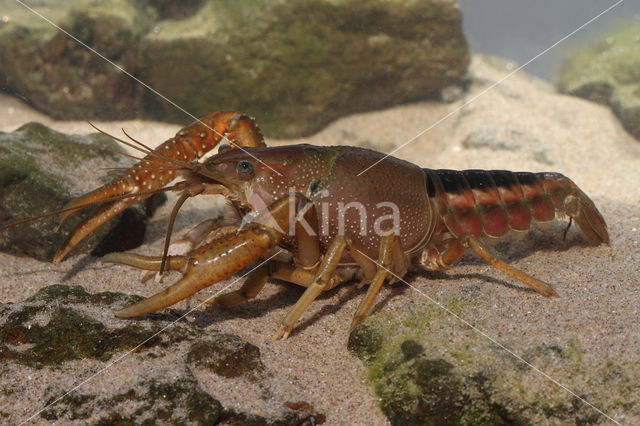 Gestreepte amerikaanse rivierkreeft (Procambarus acutus)