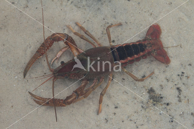 Gestreepte amerikaanse rivierkreeft (Procambarus acutus)