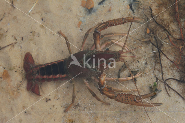 Gestreepte amerikaanse rivierkreeft (Procambarus acutus)