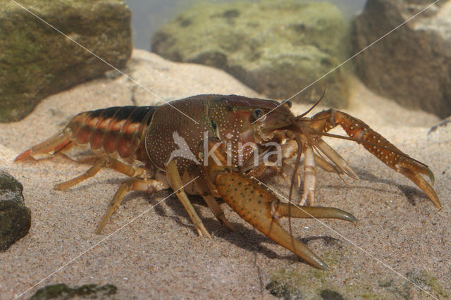 Procambarus acutus