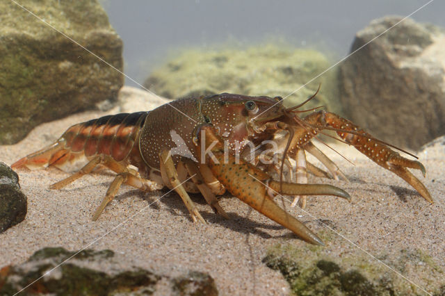 Procambarus acutus