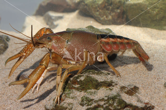 Gestreepte amerikaanse rivierkreeft (Procambarus acutus)