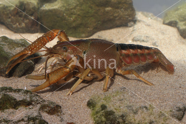 Gestreepte amerikaanse rivierkreeft (Procambarus acutus)