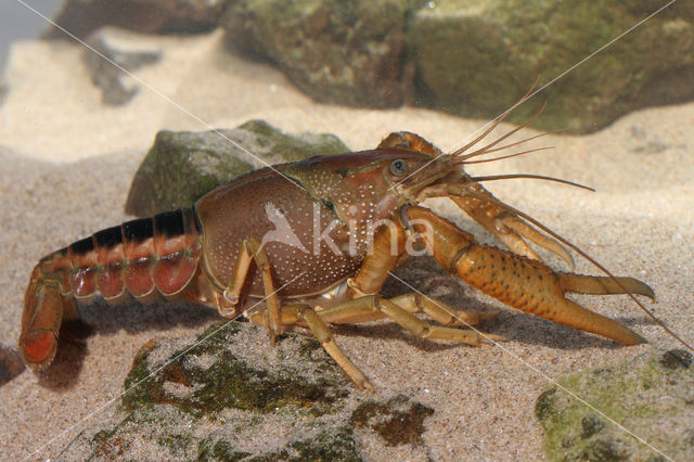 Gestreepte amerikaanse rivierkreeft (Procambarus acutus)