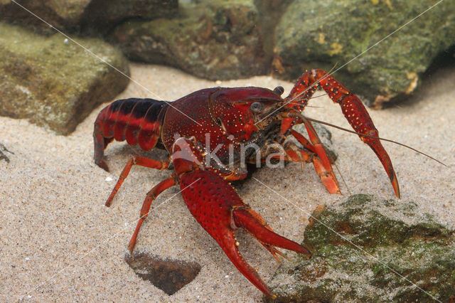 Gestreepte amerikaanse rivierkreeft (Procambarus acutus)