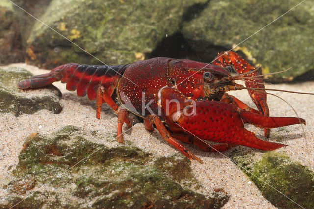 Gestreepte amerikaanse rivierkreeft (Procambarus acutus)