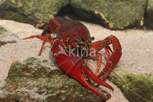 Gestreepte amerikaanse rivierkreeft (Procambarus acutus)