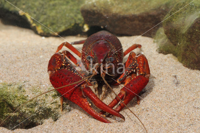 Gestreepte amerikaanse rivierkreeft (Procambarus acutus)