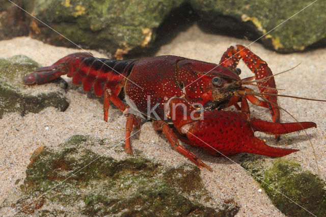 Gestreepte amerikaanse rivierkreeft (Procambarus acutus)