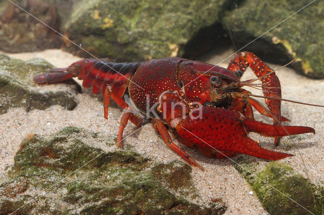 Gestreepte amerikaanse rivierkreeft (Procambarus acutus)