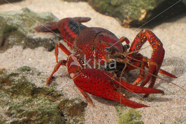 Gestreepte amerikaanse rivierkreeft (Procambarus acutus)