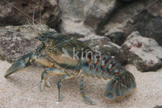 Gevlekte Amerikaanse rivierkreeft (Orconectes limosus)