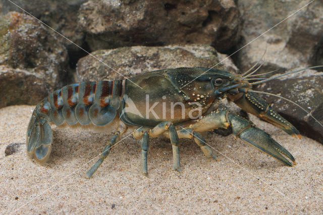 Spinycheek Crayfish (Orconectes limosus)