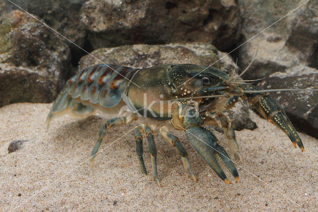 Gevlekte Amerikaanse rivierkreeft (Orconectes limosus)