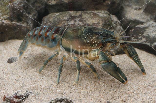 Gevlekte Amerikaanse rivierkreeft (Orconectes limosus)