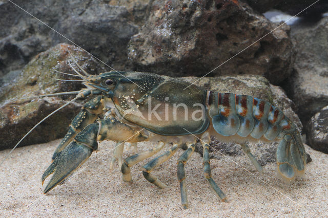 Spinycheek Crayfish (Orconectes limosus)