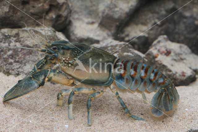 Gevlekte Amerikaanse rivierkreeft (Orconectes limosus)