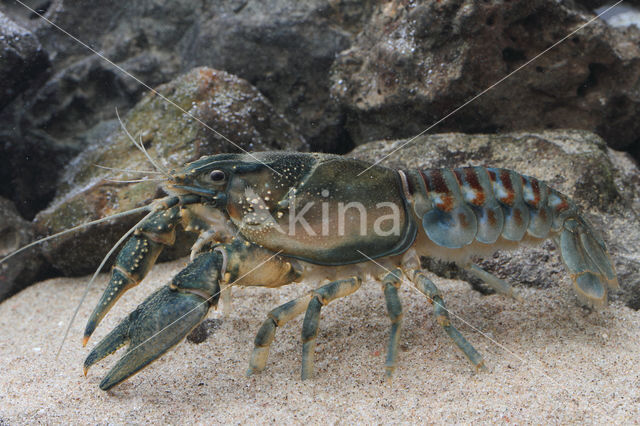 Spinycheek Crayfish (Orconectes limosus)