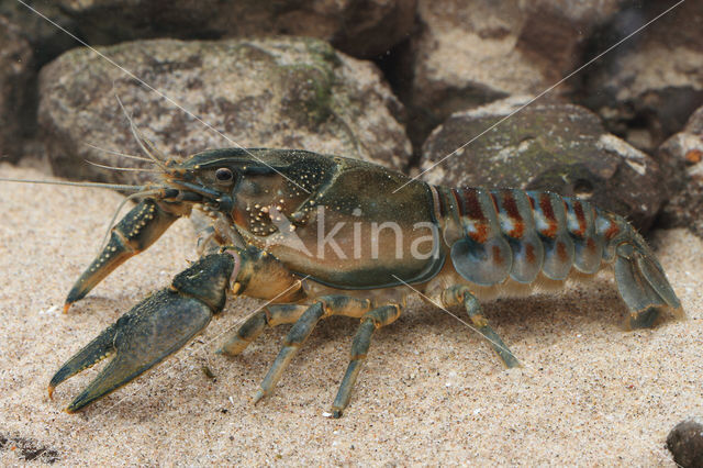 Gevlekte Amerikaanse rivierkreeft (Orconectes limosus)