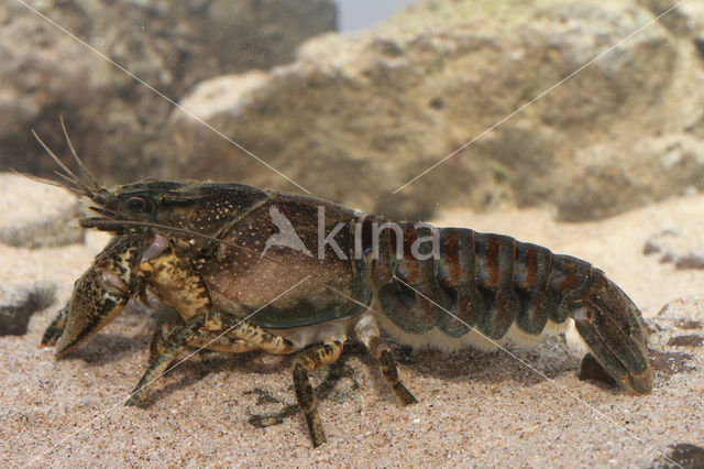 Spinycheek Crayfish (Orconectes limosus)