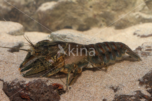 Gevlekte Amerikaanse rivierkreeft (Orconectes limosus)