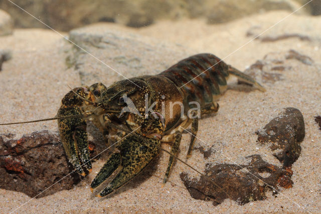 Gevlekte Amerikaanse rivierkreeft (Orconectes limosus)