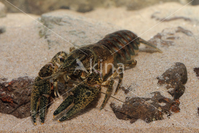 Gevlekte Amerikaanse rivierkreeft (Orconectes limosus)