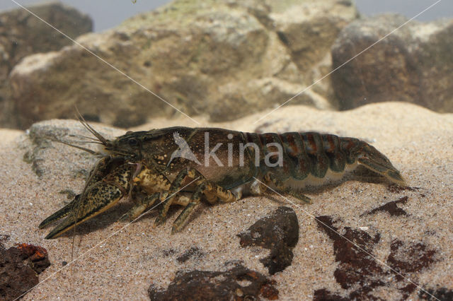 Spinycheek Crayfish (Orconectes limosus)