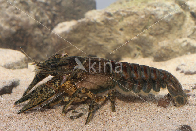 Spinycheek Crayfish (Orconectes limosus)