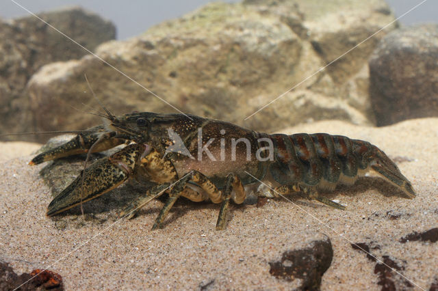 Spinycheek Crayfish (Orconectes limosus)