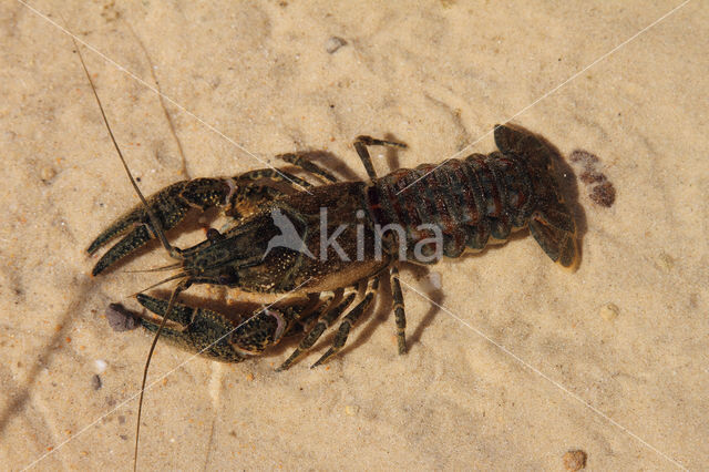 Gevlekte Amerikaanse rivierkreeft (Orconectes limosus)