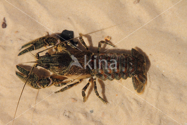 Spinycheek Crayfish (Orconectes limosus)