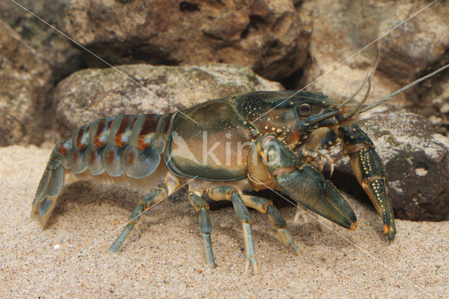 Spinycheek Crayfish (Orconectes limosus)