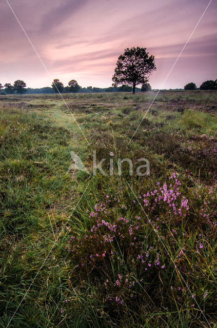 Cross-leaved Heather (Erica tetralix)