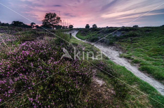 Cross-leaved Heather (Erica tetralix)