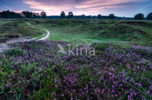 Cross-leaved Heather (Erica tetralix)