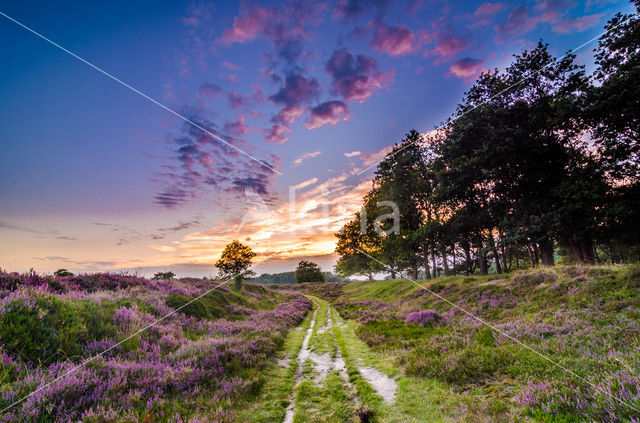 Cross-leaved Heather (Erica tetralix)
