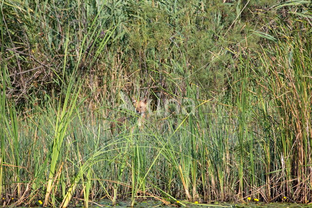 golden jackal (Canis aureus)