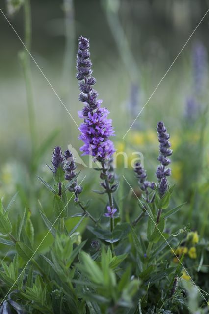 Purple Loosestrife (Lythrum salicaria)