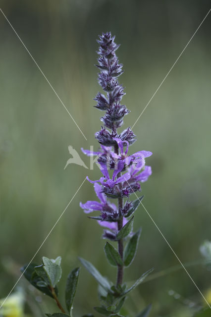 Purple Loosestrife (Lythrum salicaria)