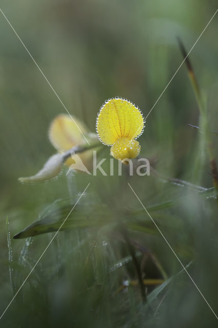 Gewone rolklaver (Lotus corniculatus)