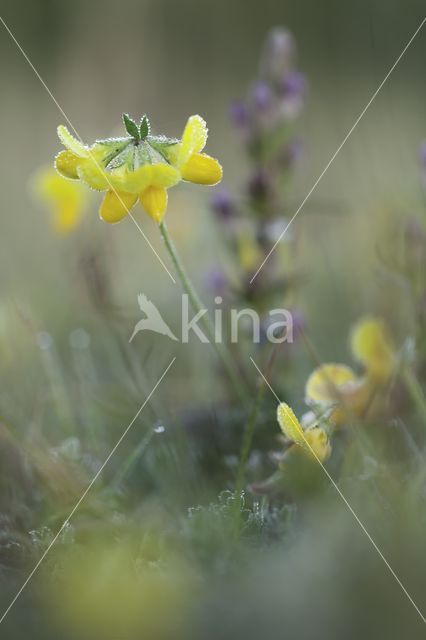 Gewone rolklaver (Lotus corniculatus)